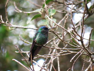 Colorful hummingbird on top of a tree branch