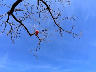 red tree