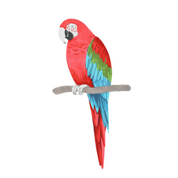 Parrot, red-and-green macaw Ara chloropterus, sitting on tree branch. Cartoon hand drawn vector illustration isolated on white background