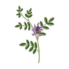 vector drawing plant of Licorice, Chinese liquorice, Glycyrrhiza uralensis, herb of traditional chinese medicine, hand drawn illustration