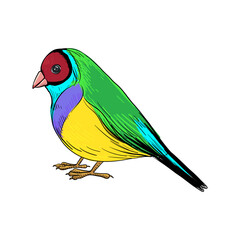 vector drawing bird, Gouldian finch, hand drawn songbird, isolated nature design element