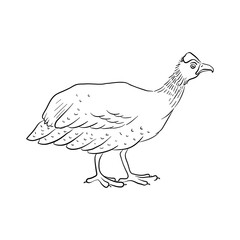 vector drawing sketch of domestic turkey, hand drawn bird, isolated nature design element