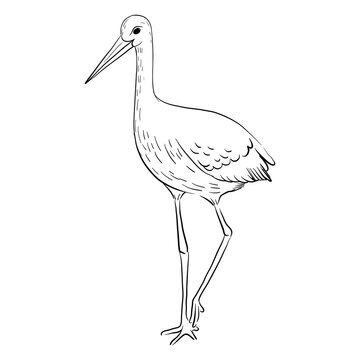 recommend clip art: vector drawing sketch of bird, white stork, hand drawn ciconia , isolated nature design element