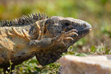 Portrait of iguana walking in the grass of the beach in hot day.