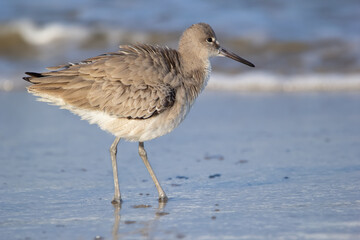 Shore bird Willet is standing in the water on the ocean beach.