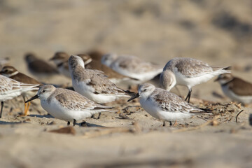 Flock of tiny Snowy plovers is sitting on the sand of the beach.