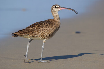 Whimbrel with curved beak walking on the sand in the ocean beach.
