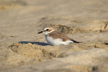 Little bird Snowy plover is sitting on the beach in the sand.