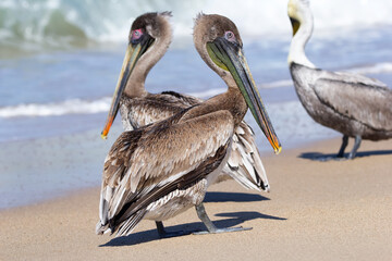 Brown pelicans are standing on the sandy ocean beach with waves.