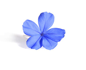 White plumbago or Cape leadwort flower. Close up blue small single flower isolated on white...
