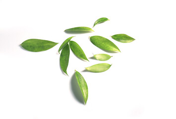 Close up Bamboo leaves isolated on white background. The side of many beautiful green leaves.
