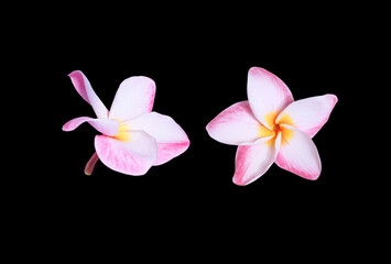 Plumeria or Frangipani or Temple tree flower bouquet. Collection of pink frangipani flowers isolated on black background.