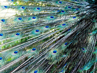 Obraz premium Close view of the striking fanned feathers of a displaying peacock tail