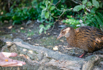 Weka being enticed by hand holding food