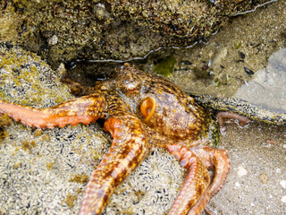 Octopus closeup in rock pool
