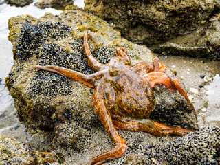 Octopus closeup in rock pool