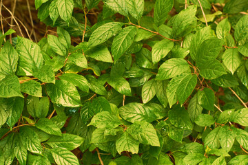 Dogwood green leaf texture. Leaves texture background. Creative layout of green leaves. Nature background