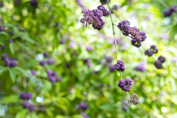 Beautyberry Plant Close Up Background.
