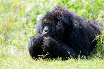 A Mountain Gorilla (Gorilla beringei beringei) juvenile, eating in the jungle of Rwanda.	