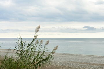Young Flowering Bamboo on the Seashore.