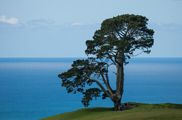 Fototapeta na wymiar Pine tree near the ocean