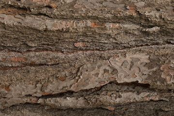 Rough Pine Tree Bark Texture
