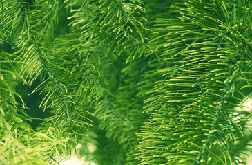 Fir branches green spruce. Close up. Spruce needles. Fluffy Christmas tree spruce.