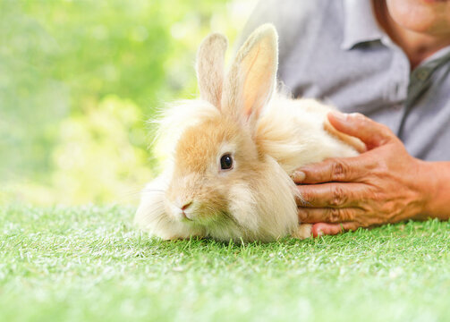 senior woman touching a cream color fluffy rabbit on green grasses indoors,a little cute and cuddly bunny