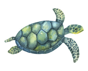 Blue and green watercolor swimming turtle isolated on white background. Hand drawn illustration ocean or underwater animal