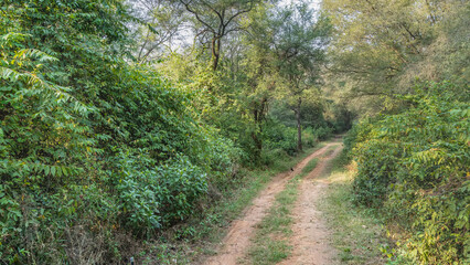 Obraz premium A narrow dirt safari road runs through the jungle. Ruts are visible. There are lush thickets of bushes and trees on the roadsides. India. Sariska National Park