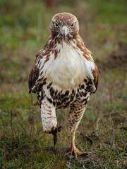 Hawk walks on the ground toward the camera