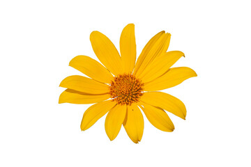 yellow flower isolated on white - Powered by Adobe