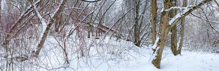 winter forest panorama. disaster in the forest after a storm. fallen trees covered with snow.