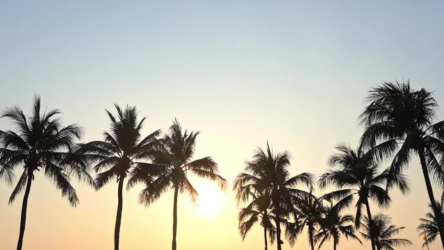 A bright tropical sun peaks through the tops of palm trees. Title space