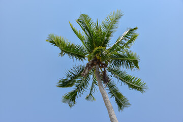Fototapeta na wymiar the top of the coconut tree