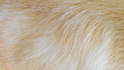 cream fur background texture close-up abstract beautiful