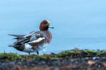 wild duck standing outside the water