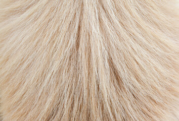 Brown dog fur background texture close-up abstract beautiful