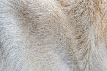Brown white dog fur background texture close up abstract beautiful