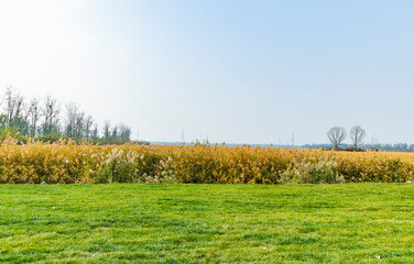 field of grass and flowers