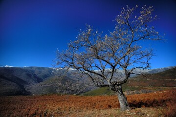 tree in the field