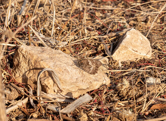 A gray  field butterfly sits on a stone in the territory of ancient Jotapata city, was located during the Roman Empire ancient Jotapata, in Tel Yodfat National park, in northern Israel