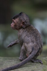 japanese macaque sitting on the ground
