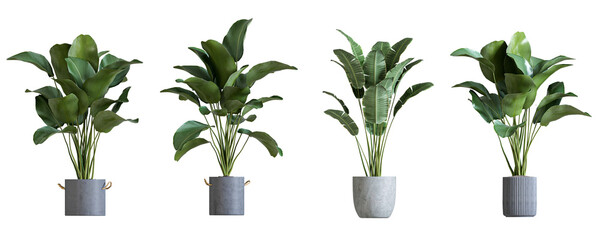 Fototapeta na wymiar Plant in a pot on white background
