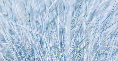 Blue white background of ornamental grass Festuca glauca
