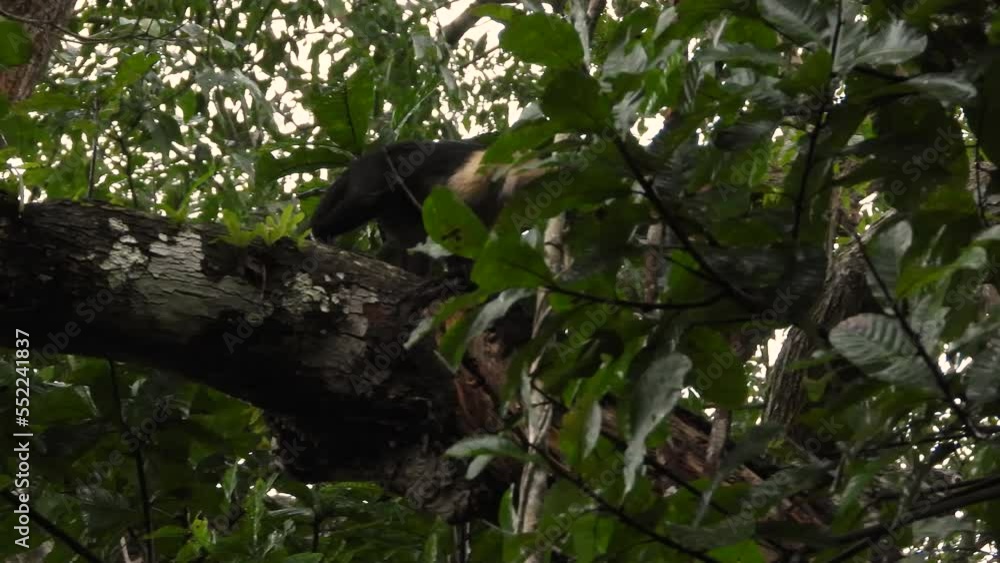 Poster white faced capuchin monkey jumps and walks across the branch in the rain forest canopy showing it p