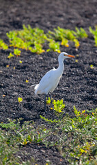White spanish heron (cattle egret, bubulcus ibis) standing on volcanic sand called "el picón" in Canary Islands. Black volcanic stones and green local plants. Costa Teguise. Lanzarote island, Spain.