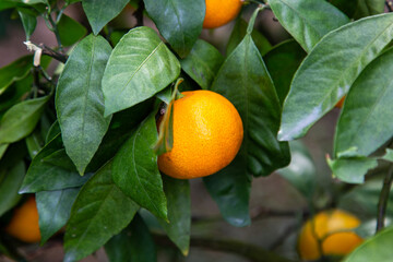 fresh orange on plant, orange tree in Kanagawa Japan.