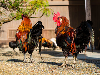 神宮の神鶏