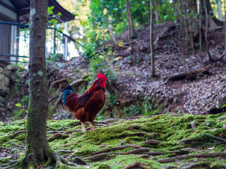 林にたたずむ神鶏